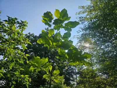 Magnolia macrophylla ssp. Ashei - šácholan velkolistý 1